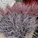 Vianočné čučoriedkové kytičky (Vaccinium corymbosum) - výška 50-70 cm - TMAVOMODRÉ
